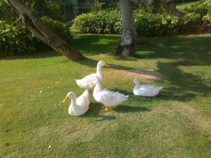 A group of ducks enjoying the peaceful life of Mysore (Infosys Mysore Campus)